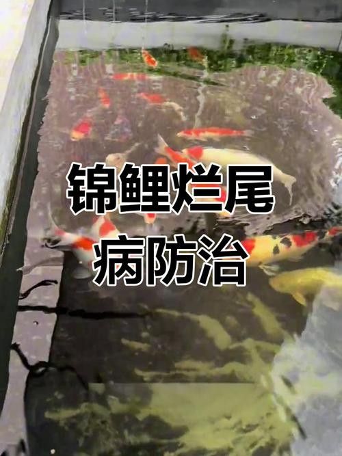 鯉魚常見病的癥狀及對應圖片資源，鯉魚常見病的圖解指南，關于鯉魚常見病的圖解指南