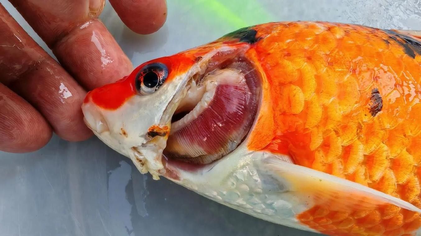 鯉魚常見病的癥狀及對應圖片資源，鯉魚常見病的圖解指南，關于鯉魚常見病的圖解指南