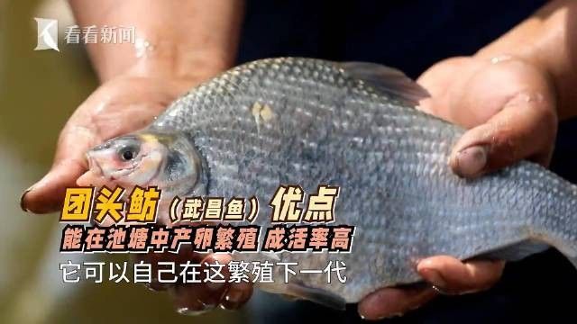 十種常見的鳊魚品種，你都認識嗎，十種常見的鳊魚品種