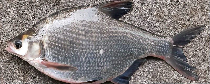 十種常見的鳊魚品種，你都認識嗎，十種常見的鳊魚品種