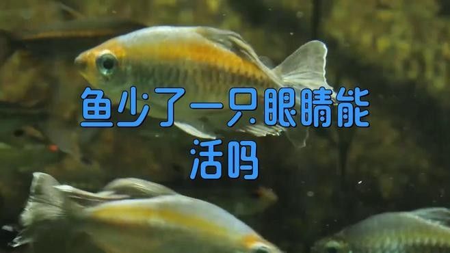 魚(yú)眼睛掉了一只能自愈嗎景德?lián)橐捽欏\鯉凸眼迷惑現(xiàn)場(chǎng)，yolo藍(lán)瘦金魚(yú)眼睛掉了一只能自愈嗎景德?lián)橐捽? title=