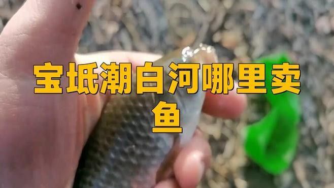 天津市寶坻區水產品銷售點信息：寶坻賣魚的都去哪里了，天津市寶坻區水產品銷售點信息