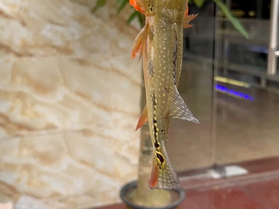 藍帆三間魚和fogo三間魚哪個更有收藏價值？，藍帆三間魚和fogo三間魚哪個好養藍帆三間魚好養嗎