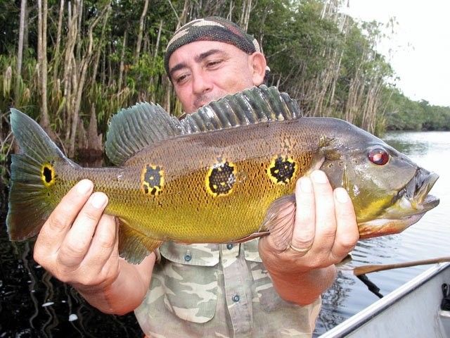 藍帆三間魚和fogo三間魚哪個更有收藏價值？，藍帆三間魚和fogo三間魚哪個好養(yǎng)藍帆三間魚好養(yǎng)嗎