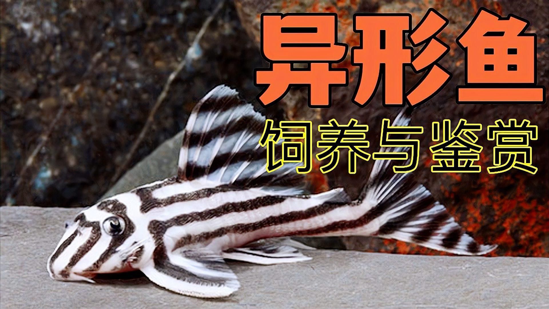 南美異型魚最怕的三個問題是什么，南美異型魚最怕什么？