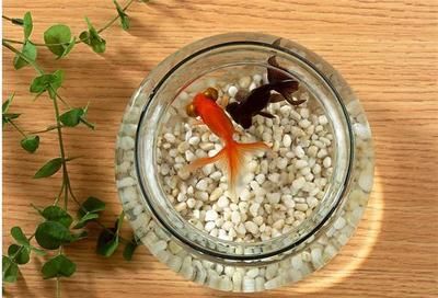 魚缸加溫(魚缸加溫多少度為好，如何給魚缸加溫
