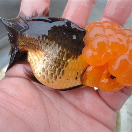 江蘇徐州兩山口金魚養殖基地有哪些特色品種推薦，中國規模最大的金魚養殖基地徐州兩山口金魚養殖基地