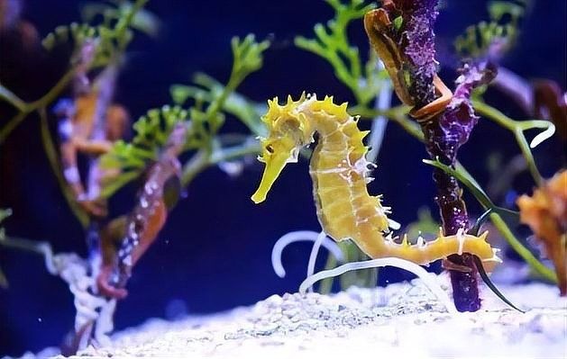 龍馬魚是哪種魚？有哪些品種？，“龍馬魚”的真實樣貌（海馬（龍落子）的真實樣貌
