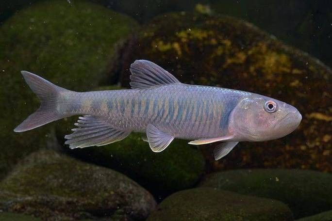 龍馬魚是哪種魚？有哪些品種？，“龍馬魚”的真實樣貌（海馬（龍落子）的真實樣貌
