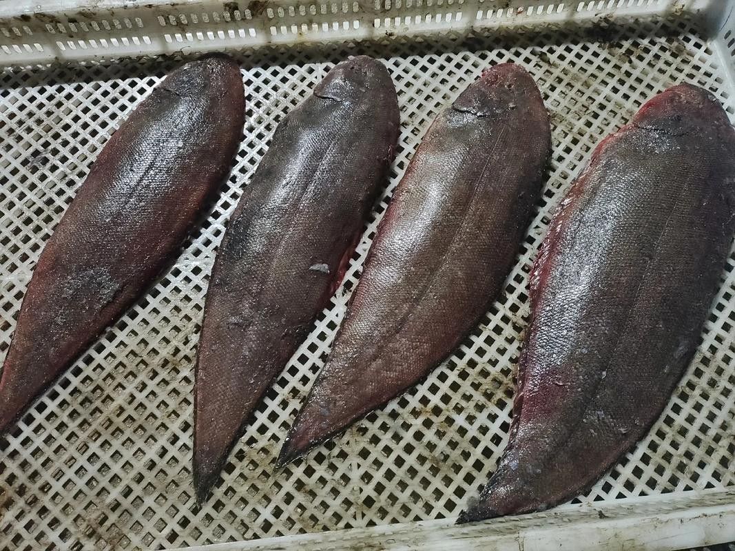 龍馬魚是哪種魚？有哪些品種？，“龍馬魚”的真實樣貌（海馬（龍落子）的真實樣貌