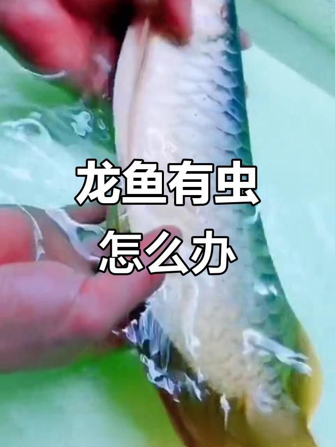 龍魚生病后多久會死，如何預(yù)防龍魚生病，如何判斷龍魚是否生病