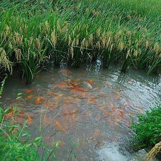 青田田魚的市場價(jià)格是多少？，青田田魚的價(jià)格是多少