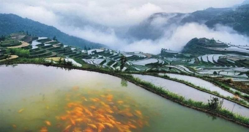 青田田魚的市場價(jià)格是多少？，青田田魚的價(jià)格是多少