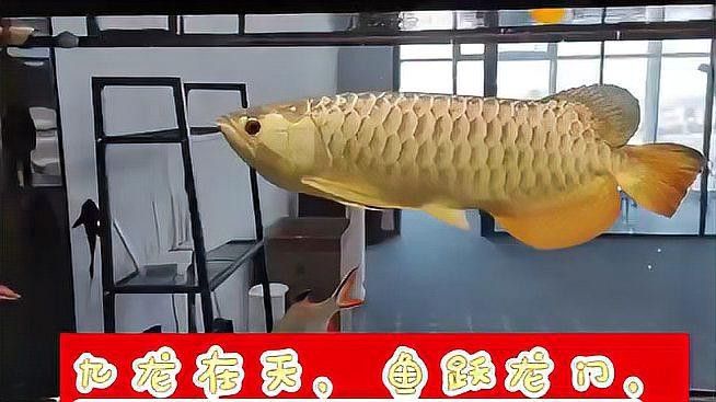 龍魚躍龍門，金龍魚擺件，金龍魚躍龍門的寓意
