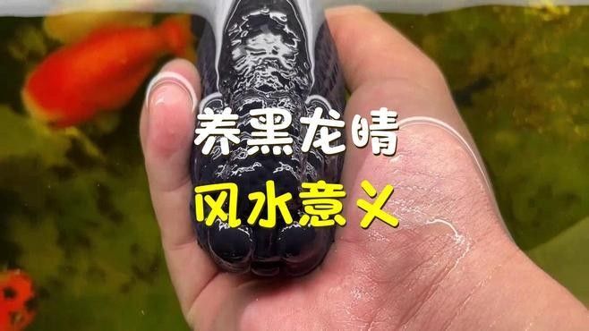 黑龍睛魚(yú)有什么寓意，養(yǎng)黑龍睛風(fēng)水意義悅逅君黑龍睛風(fēng)水意義悅逅君黑龍睛魚(yú)