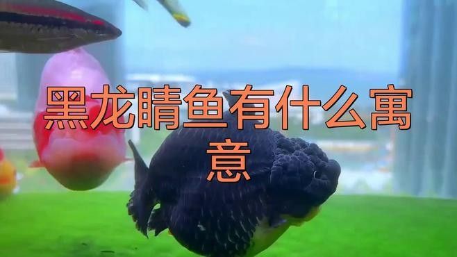 黑龍睛魚(yú)有什么寓意，養(yǎng)黑龍睛風(fēng)水意義悅逅君黑龍睛風(fēng)水意義悅逅君黑龍睛魚(yú)