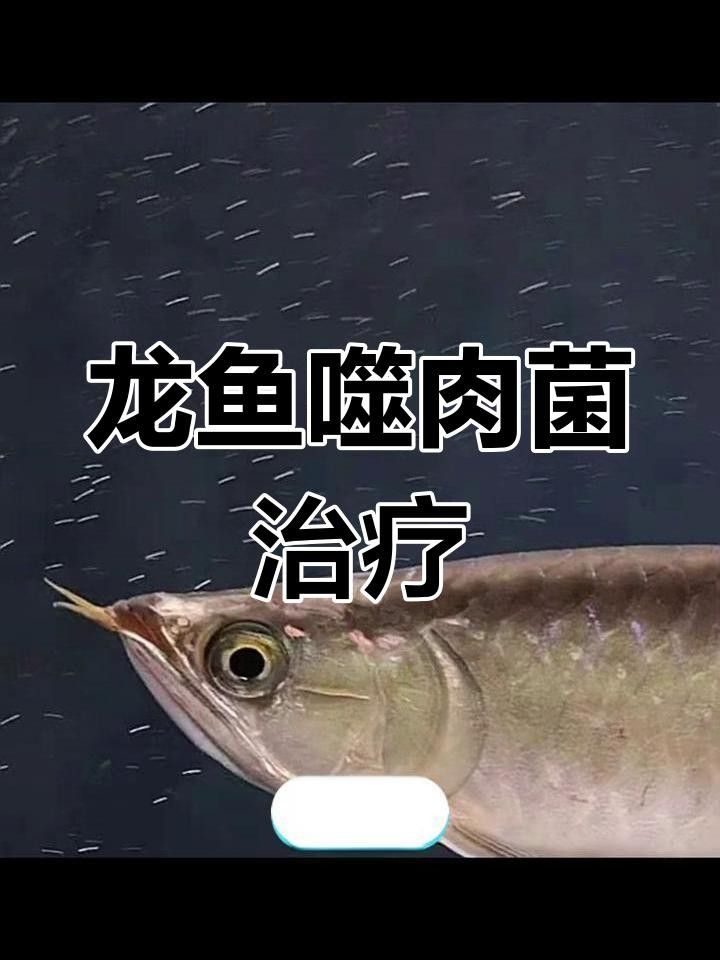 龍魚生病的癥狀及相關圖片資源，龍魚生病時的圖片和癥狀