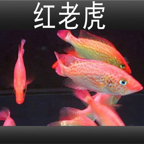 購買紅老虎魚的三個品牌，紅老虎魚品牌有哪些
