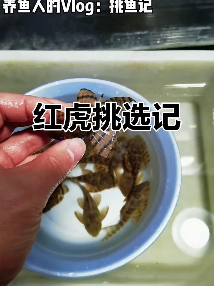 購買紅老虎魚的三個品牌，紅老虎魚品牌有哪些