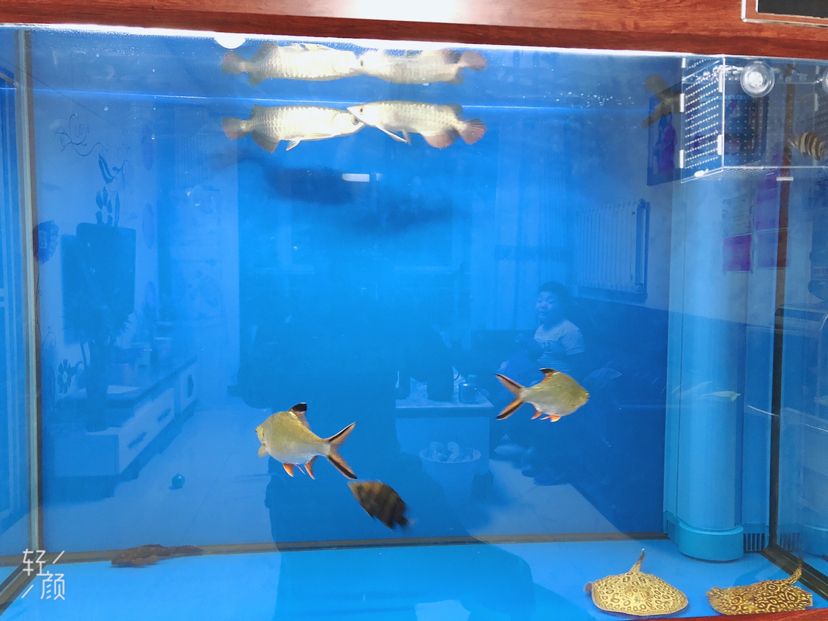 祥龍魚場有哪些專用飼料系列?,祥龍魚場專用飼料系列解析,祥龍魚場飼料選購對照表 龍魚百科 第1張 祥龍魚場有哪些專用飼料系列?,祥龍魚場專用飼料系列解析,祥龍魚場飼料選購對照表 祥龍魚場有哪些專用飼料系列?,祥龍魚場專用飼料系列解析,祥龍魚場飼料選購對照表 龍魚百科 第1張