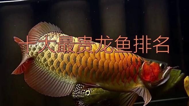 十大名貴龍魚排名威海藝界領(lǐng)航姐十大最貴龍魚排名，全球十大名貴龍魚排名