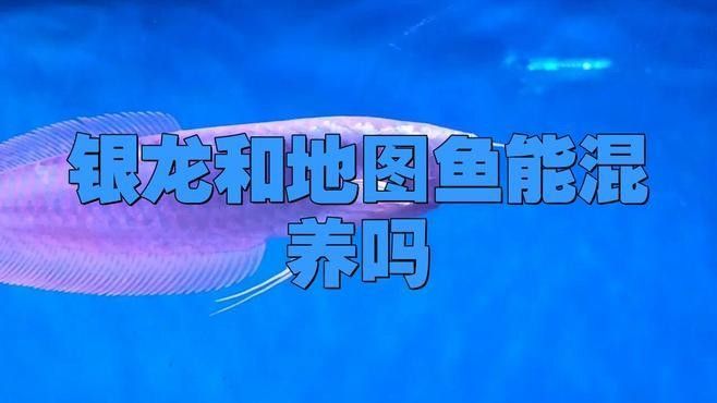 養(yǎng)銀龍魚(yú)的10大忠告：養(yǎng)銀龍魚(yú)的10大禁忌和注意事項(xiàng)，養(yǎng)銀龍魚(yú)的10大忠告