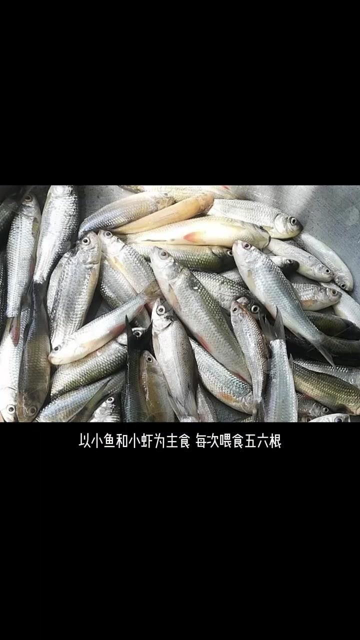 20公分龍魚一天喂幾次，20公分龍魚可以吃哪些食物？，20公分龍魚一天喂幾次，20公分銀龍一天喂多少合適