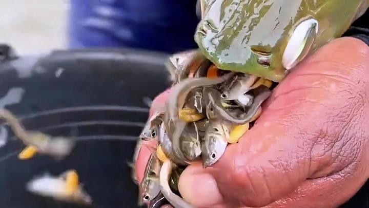 如何區(qū)分從化龍魚和鯧魚，從化龍魚和鯧魚區(qū)別全解析從化龍魚和鯧魚的區(qū)別