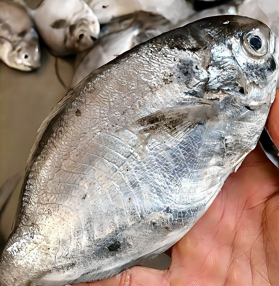 如何區分從化龍魚和鯧魚，從化龍魚和鯧魚區別全解析從化龍魚和鯧魚的區別
