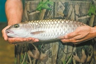 如何區(qū)分從化龍魚和鯧魚，從化龍魚和鯧魚區(qū)別全解析從化龍魚和鯧魚的區(qū)別