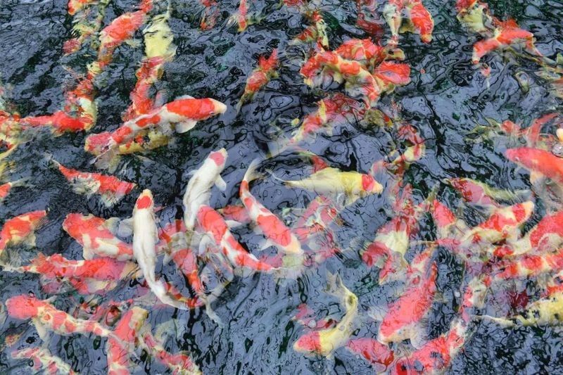 蘇州市吳江區龍魚養殖基地，吳江龍魚養殖技巧