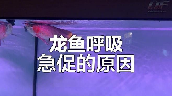 龍魚病的三個最簡單癥狀包括：體色變化，紅龍魚生病后多久會死，紅龍魚患病時最常見的三個簡單癥狀