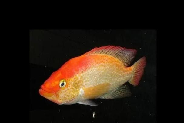 紅老虎魚簡介北游lumi聽紅老虎魚的價格是多少，紅老虎魚的相關圖片