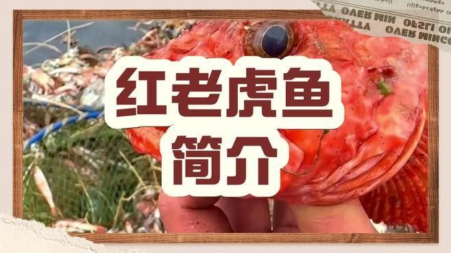 紅老虎魚簡介北游lumi聽紅老虎魚的價格是多少，紅老虎魚的相關圖片