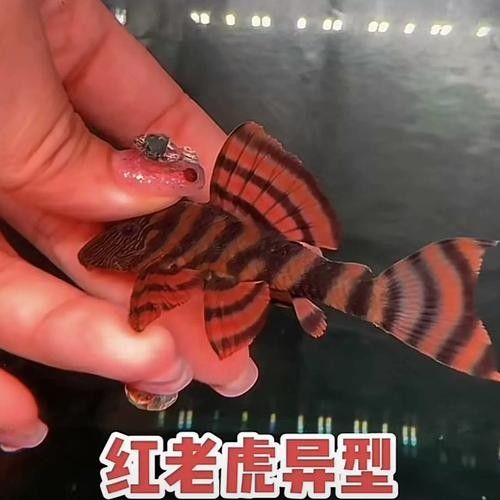 紅老虎魚簡介北游lumi聽紅老虎魚的價格是多少，紅老虎魚的相關圖片