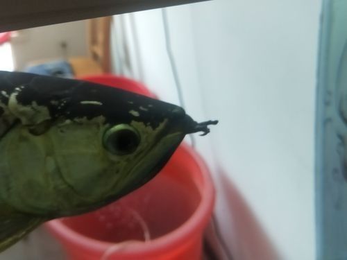 龍魚胡須長瘤、并須怎么辦，龍魚胡須長疙瘩會癌變嗎龍魚胡須長疙瘩會自行消失嗎