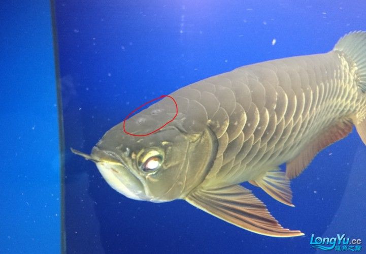 龍魚胡須長瘤、并須怎么辦，龍魚胡須長疙瘩會癌變嗎龍魚胡須長疙瘩會自行消失嗎