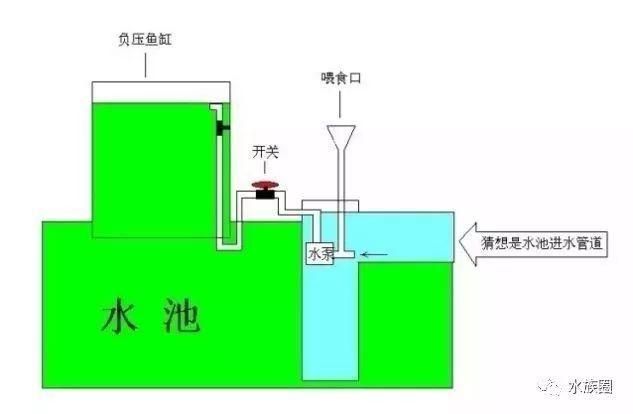 龍魚老是喜歡在缸底游泳是怎么回事？，龍魚為什么喜歡在缸底游泳？