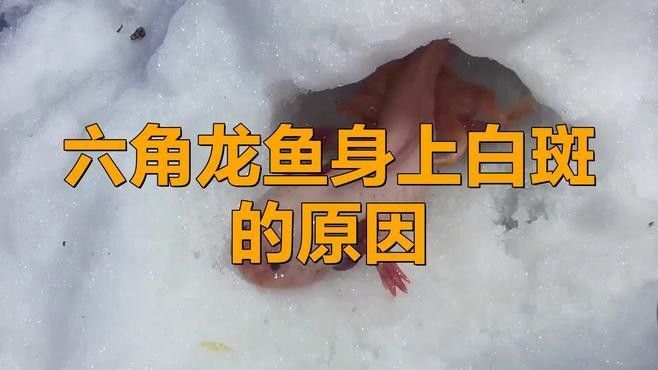 龍魚鱗片變白可能預示的三種簡單征兆，龍魚魚鱗變白可能預示三種簡單征兆并結合相關原因和注意事項