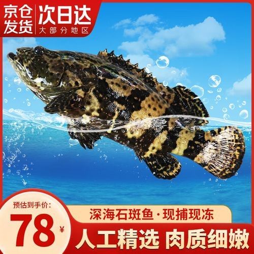 龍頓魚(yú)的價(jià)格是多少，龍躉魚(yú)多少錢一斤梁銀探50斤龍躉魚(yú)多少錢一斤梁銀探