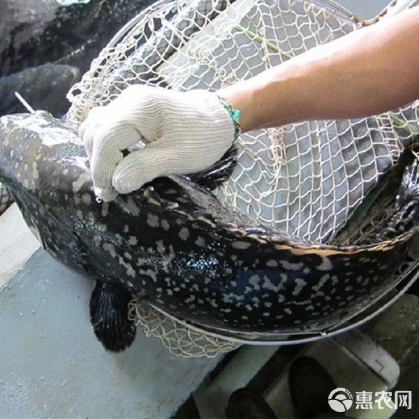 龍頓魚(yú)的價(jià)格是多少，龍躉魚(yú)多少錢一斤梁銀探50斤龍躉魚(yú)多少錢一斤梁銀探