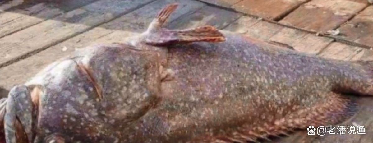 龍頓魚(yú)的價(jià)格是多少，龍躉魚(yú)多少錢一斤梁銀探50斤龍躉魚(yú)多少錢一斤梁銀探