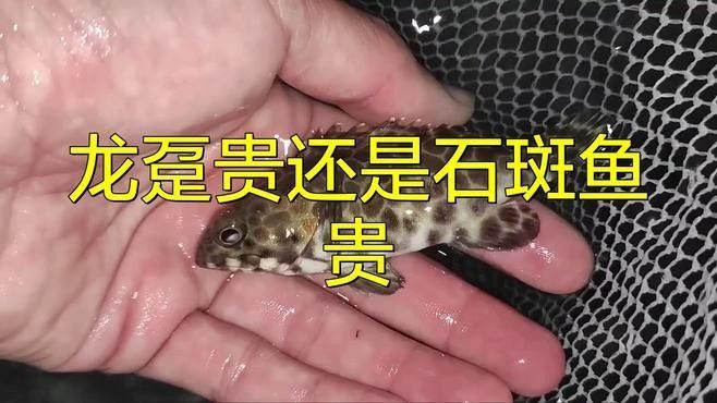 龍頓魚(yú)的價(jià)格是多少，龍躉魚(yú)多少錢一斤梁銀探50斤龍躉魚(yú)多少錢一斤梁銀探