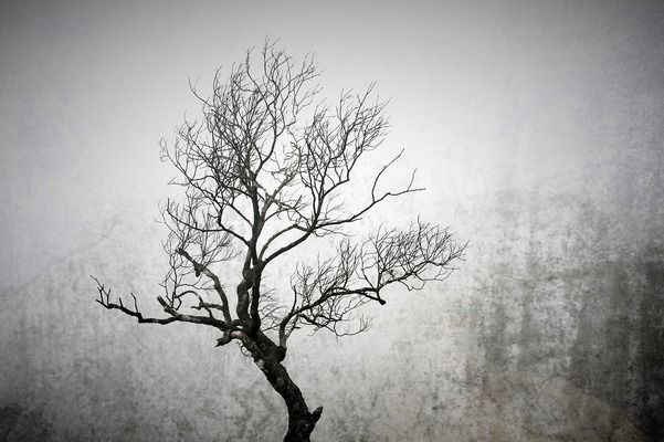 龍魚死亡的原因有哪些，養殖龍魚的注意事項