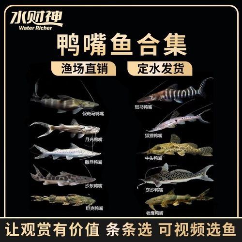 月光鴨嘴圖片，世界十大最兇猛淡水魚，我國特有剛滅絕(科小玩家，月光鴨嘴圖片欣賞