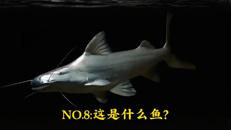 月光鴨嘴圖片，世界十大最兇猛淡水魚，我國特有剛滅絕(科小玩家，月光鴨嘴圖片欣賞
