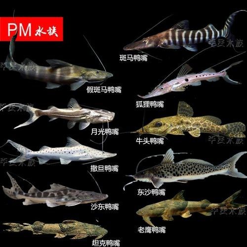 月光鴨嘴圖片，世界十大最兇猛淡水魚，我國特有剛滅絕(科小玩家，月光鴨嘴圖片欣賞