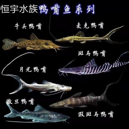 月光鴨嘴圖片，世界十大最兇猛淡水魚，我國特有剛滅絕(科小玩家，月光鴨嘴圖片欣賞