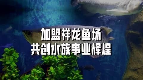 祥龍魚場廣州龍魚批發市場，廣州龍魚祥龍魚場