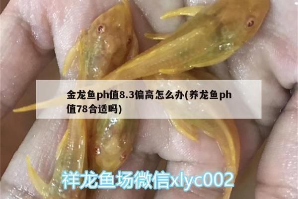 金龍魚倉庫營業(yè)時間查詢（關(guān)于金龍魚倉庫營業(yè)時間的問題）